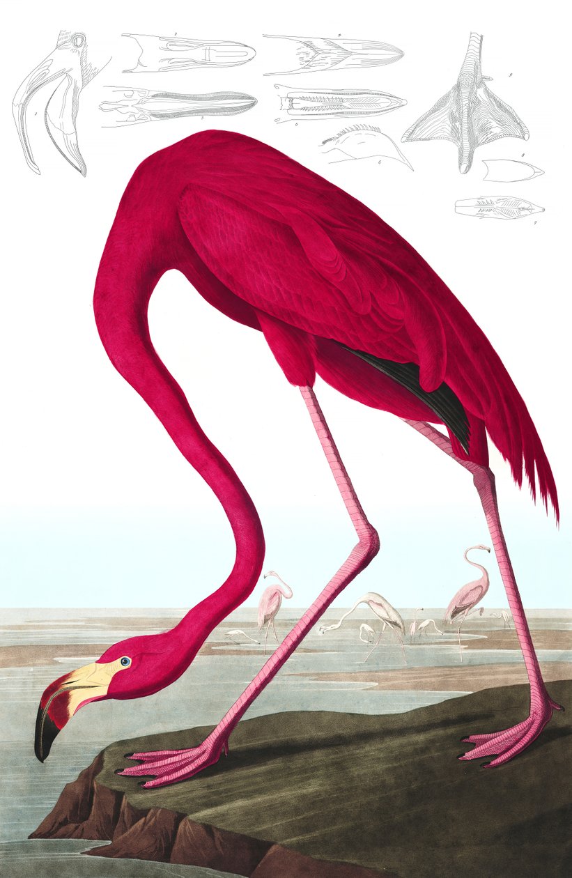 Flamingo Americano, Phoenicopterus Ruber, de "The Birds of America", de John J. Audubon, pub. 1827-38 (gravura colorida à mão) de John James Audubon