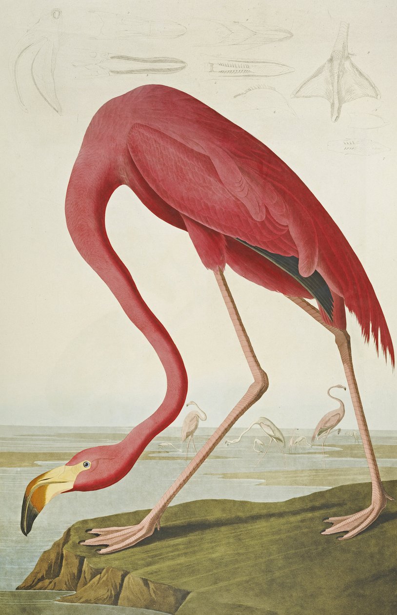 Flamingo americano, de "Os pássaros da América" de John James Audubon