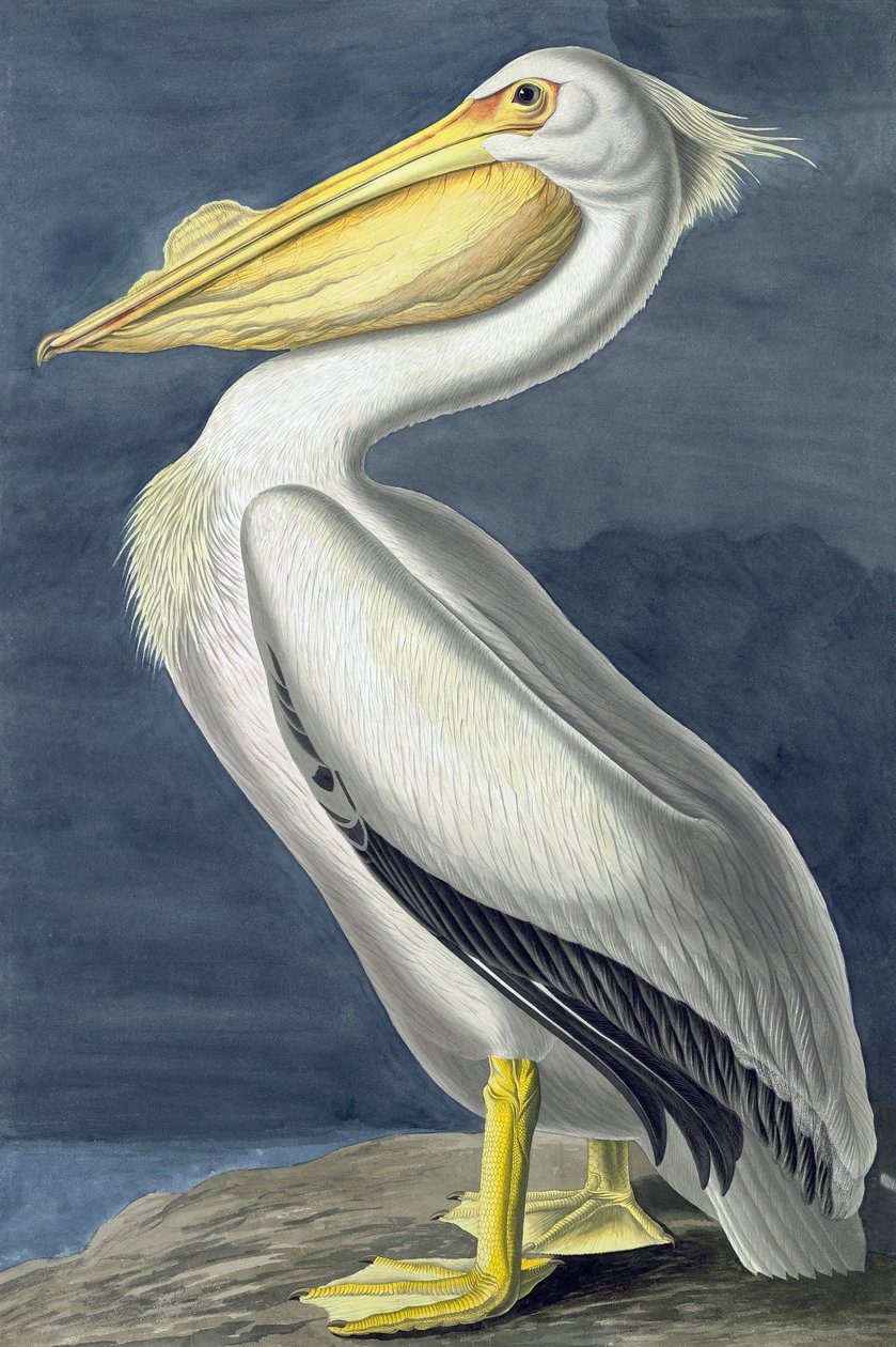 Pelicano branco americano, Pelecanus Erythrorhynchos, "dos pássaros de América" por John J. Audubon, bar. 1827-38 de John James Audubon