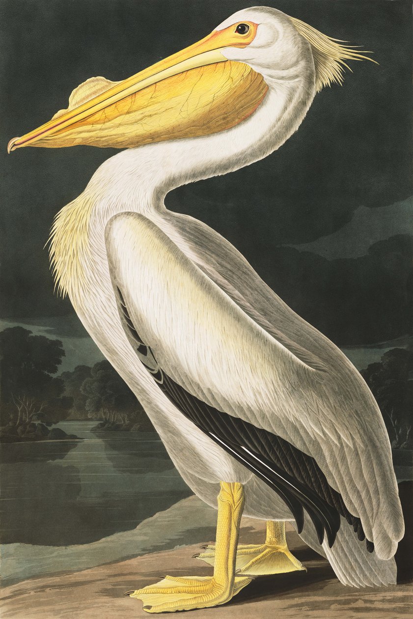 Pelicano branco americano, Pelecanus Erythrorhynchos, "dos pássaros de América" por John J. Audubon, bar. 1827-38 de John James Audubon