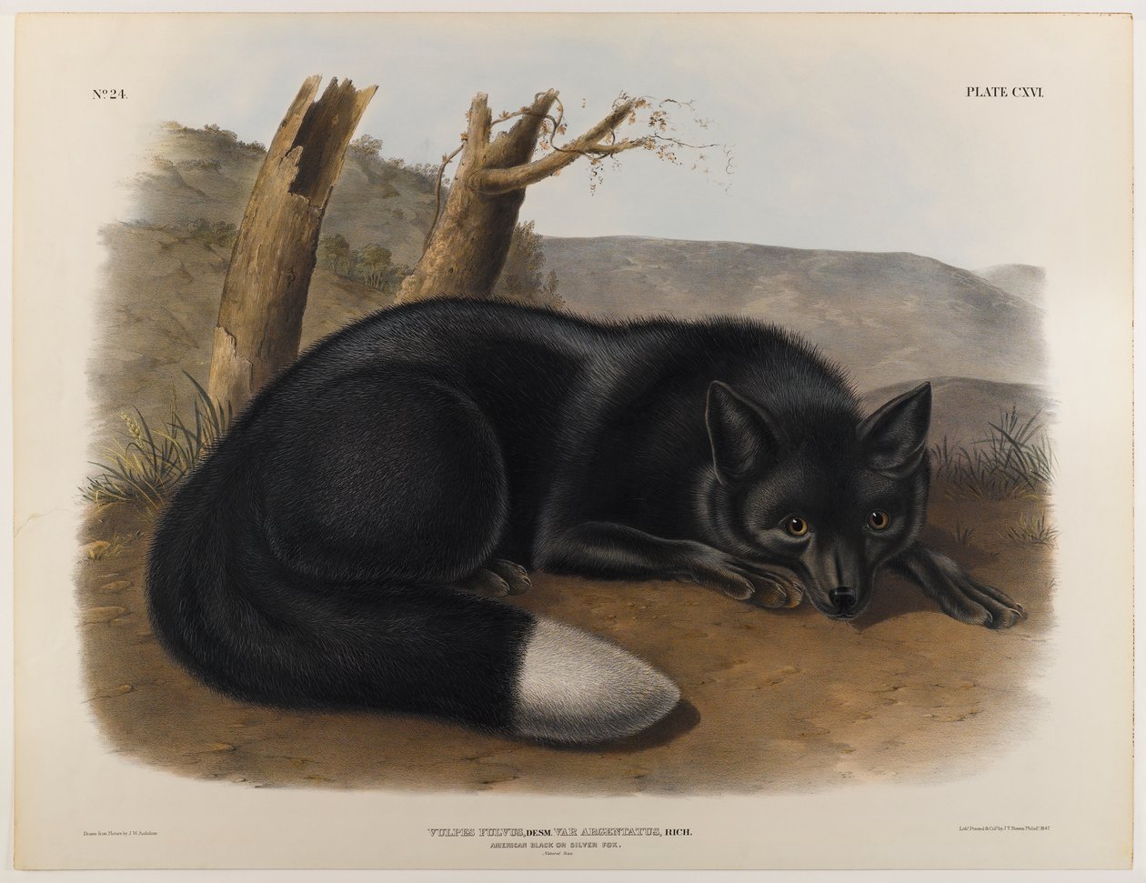 Raposa preta ou de prata americana de John James Audubon