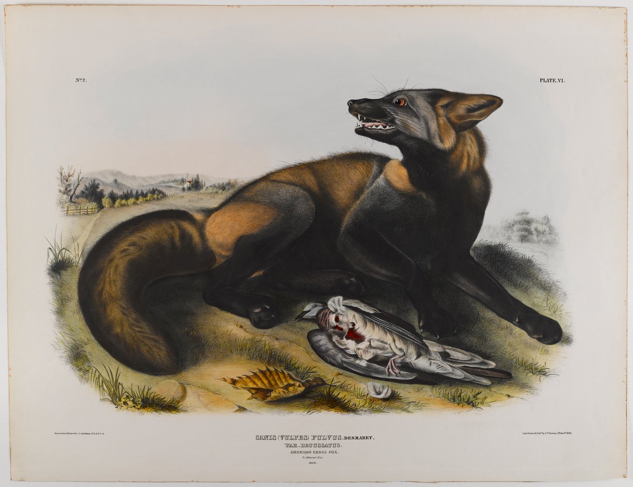 Raposa cruz americana de John James Audubon