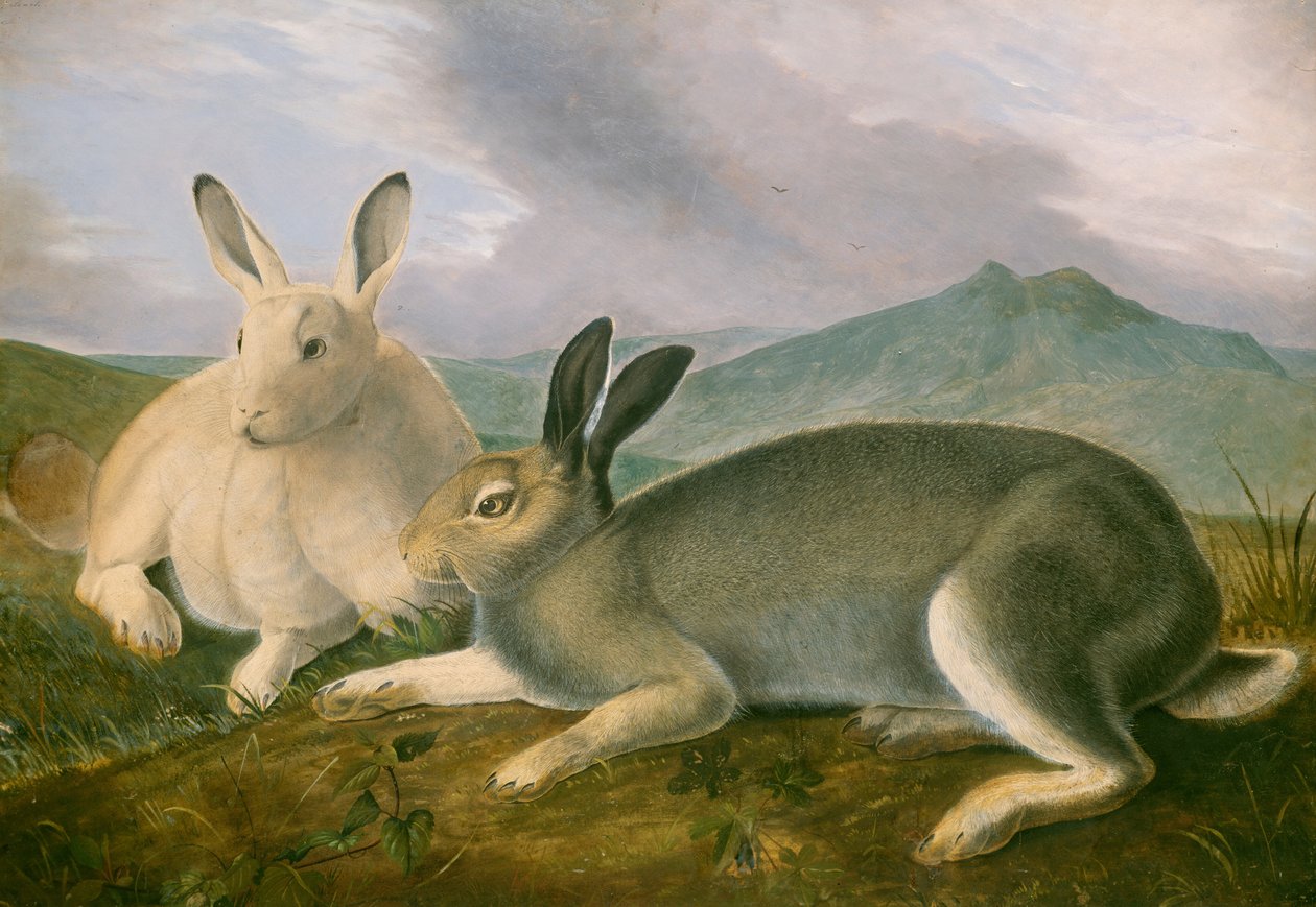 Lebre-árctica de John James Audubon