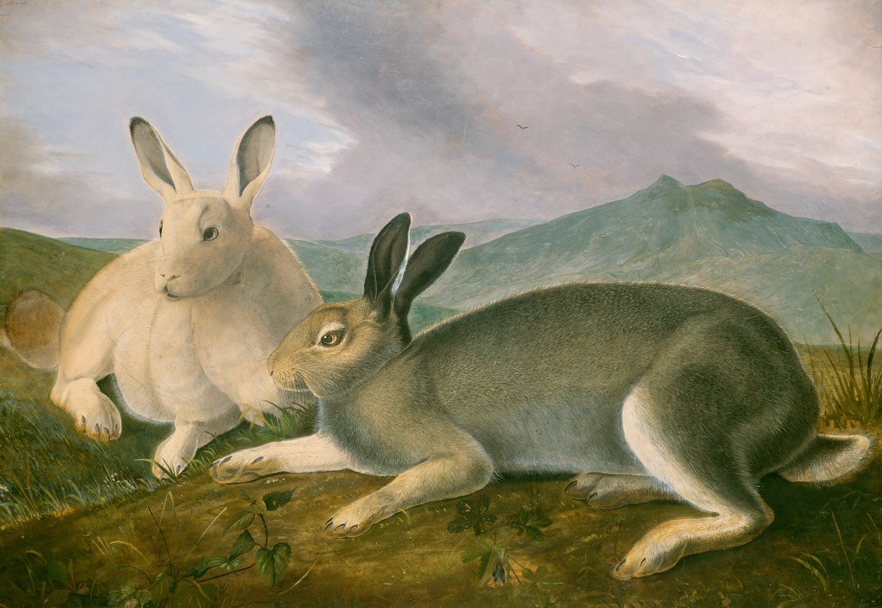Lebre Ártica, c.1841 (caneta e tinta preta com aquarela e tinta a óleo sobre papel) de John James Audubon