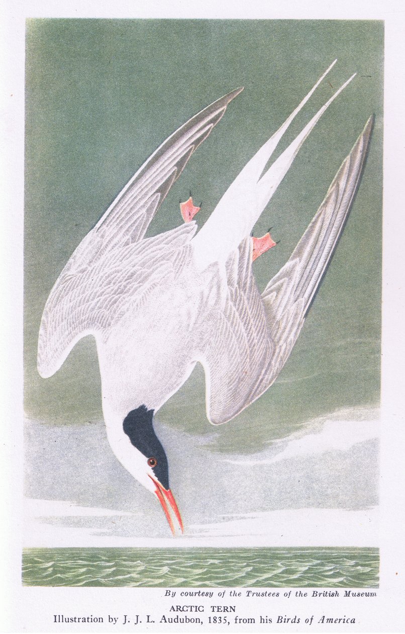 Andorinha do mar ártica de John James Audubon