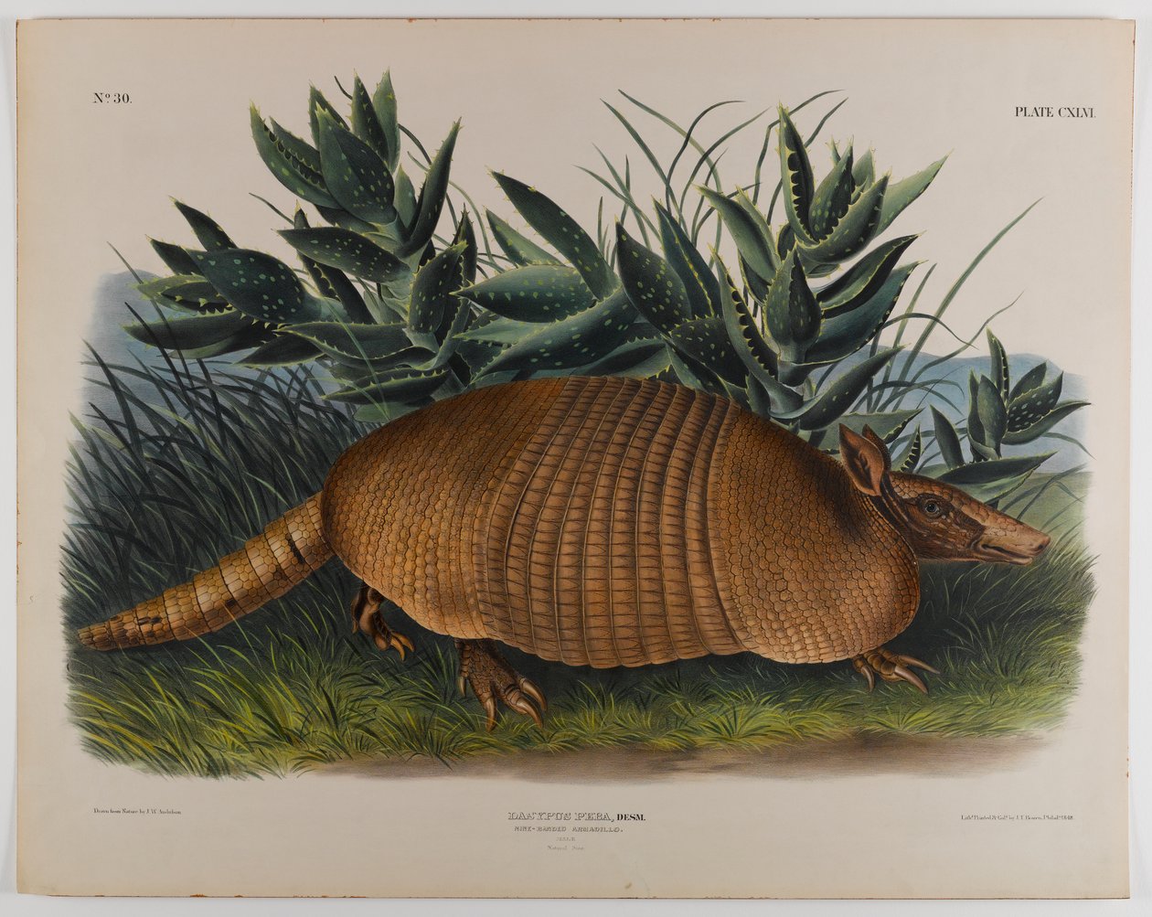 Tatu de John James Audubon