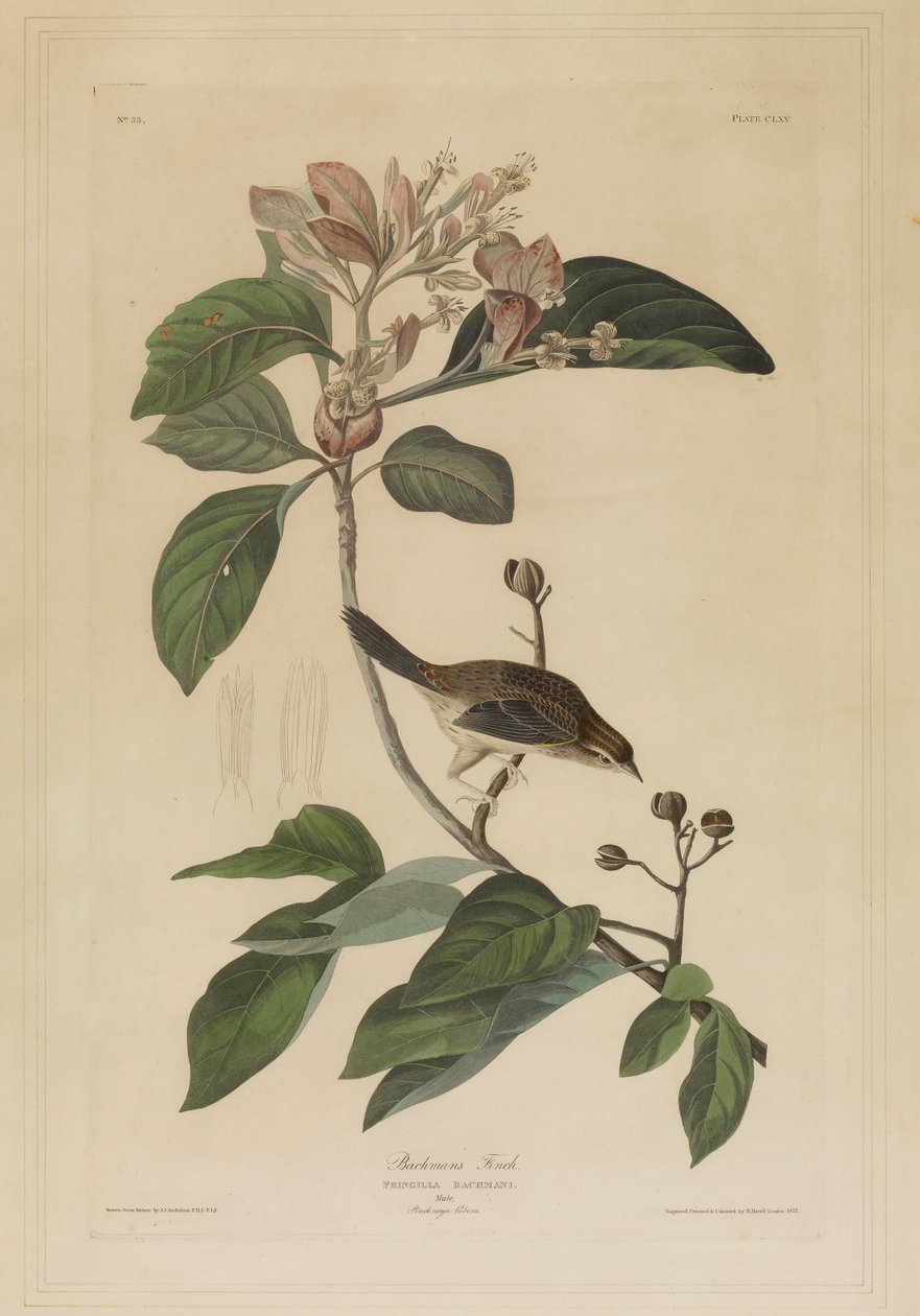 O Pássaro de Bachman de John James Audubon