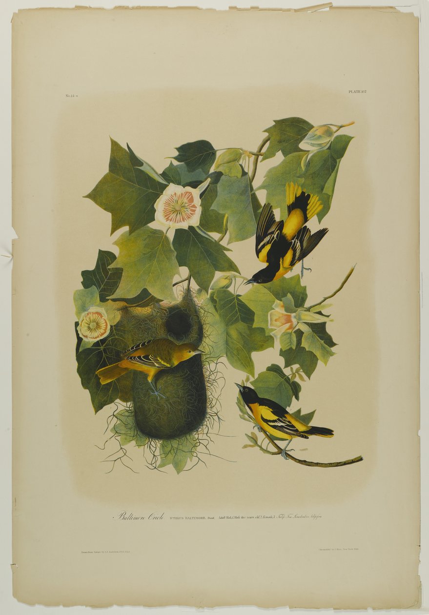 Baltimore Oriole, impresso por Julien Bien e publicado por Roe Lockwood & Son, 1861 (cromolitógrafo) de John James Audubon