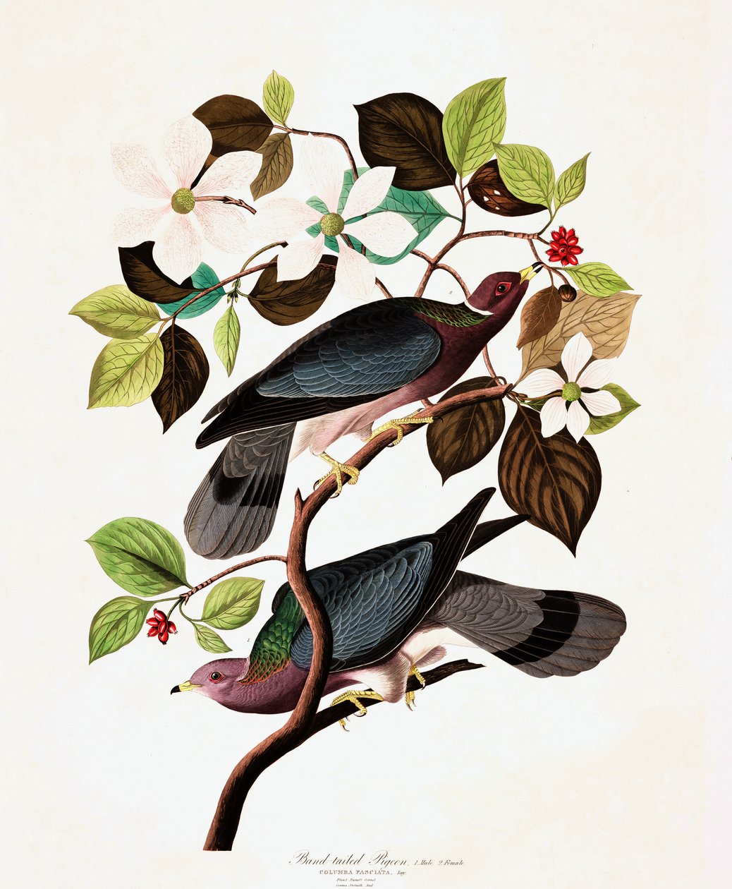 Banda de cauda de pombo, Columba Fasciata, de "The Birds of America" por John J. Audubon, pub. 1827-38 de John James Audubon