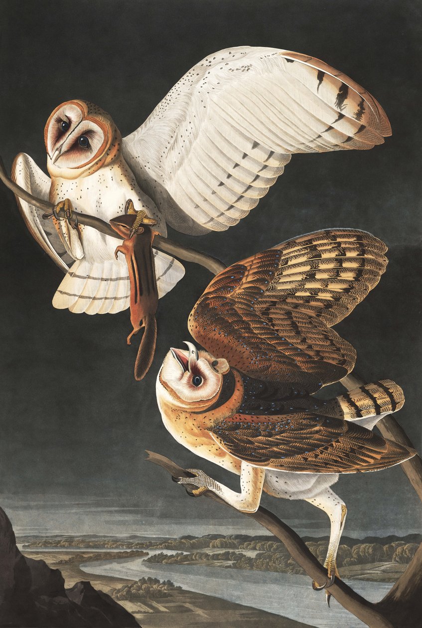 Coruja de celeiro, Tyto Alba, de "os pássaros de América" por John J. Audubon, bar. 1827-38 de John James Audubon