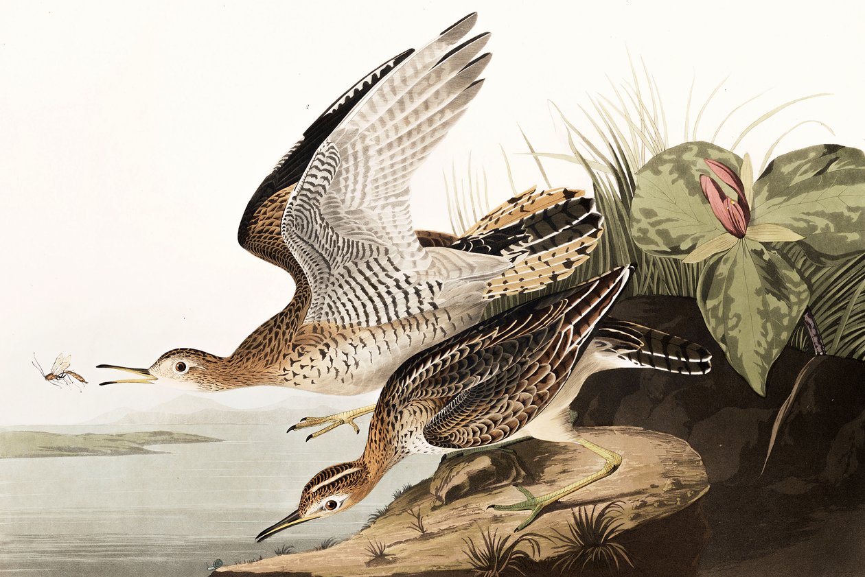Bartram Sandpiper, Bartramia Longicauda, de "Os Pássaros da América", de John J. Audubon, pub. 1827-38 de John James Audubon