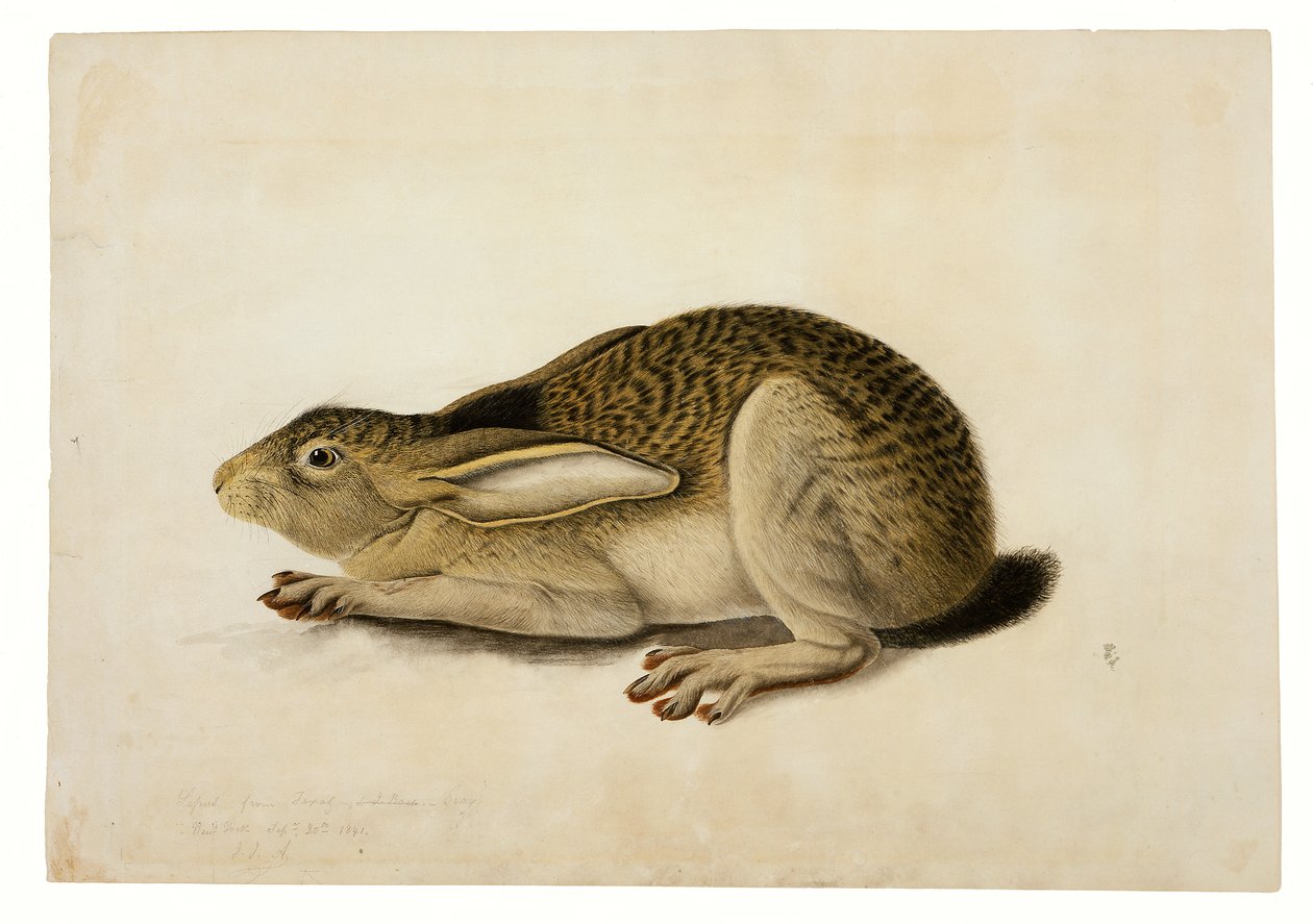Lebre de cauda preta de John James Audubon