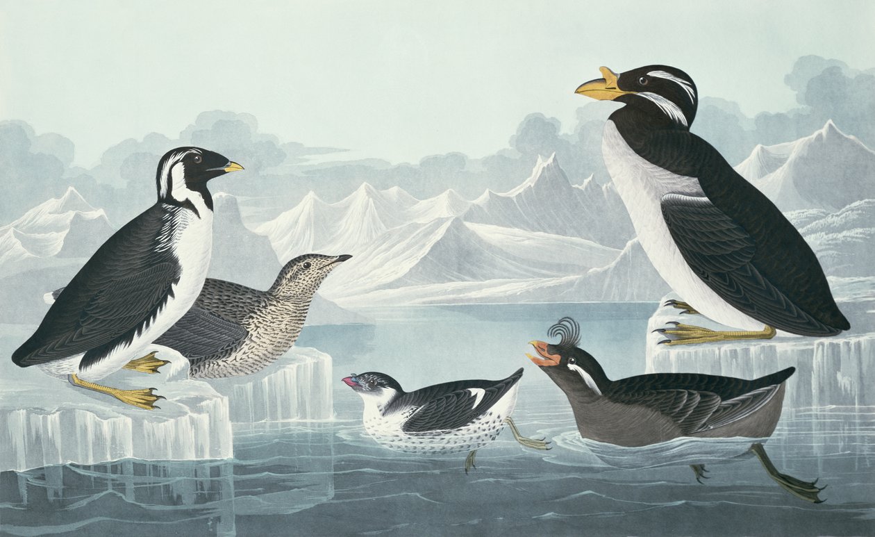 Guillemot de garganta preta, Auk de bico fino, Auk de bico enrolado, Guillemot de bico, desenhado da natureza de John James Audubon