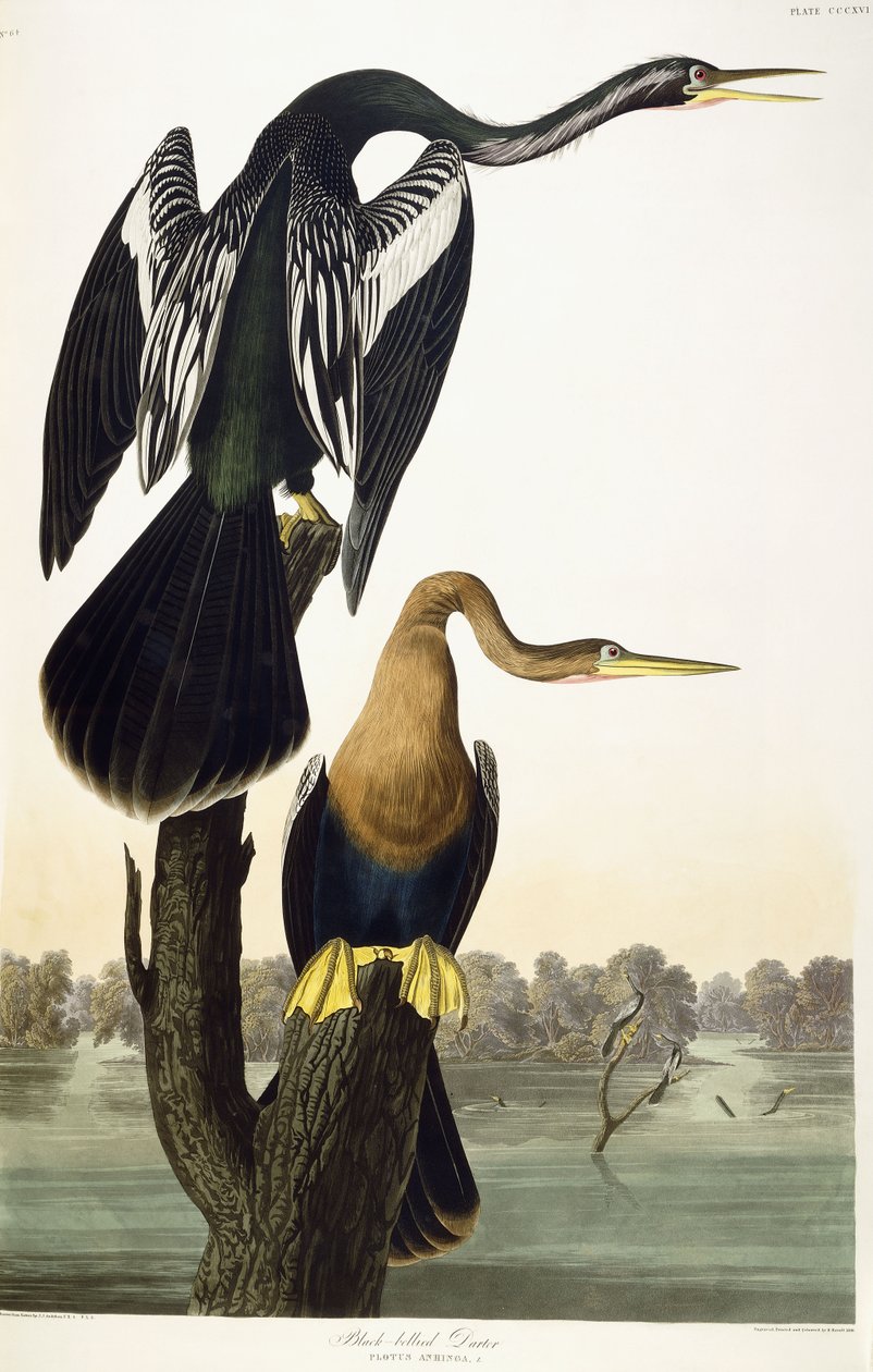 Darter de barriga negra, 1836 de John James Audubon