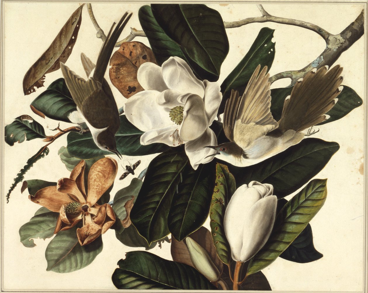 Cuco-de-bico-preto, 1822 (wc e grafite sobre papel) de John James Audubon