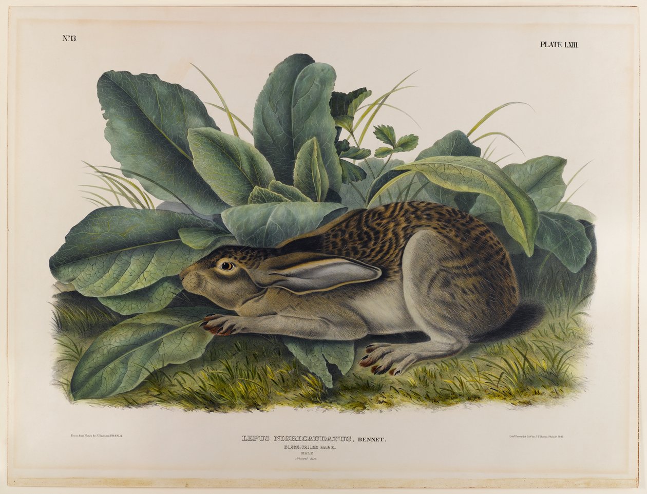 Lebre-de-cauda-preta de John James Audubon