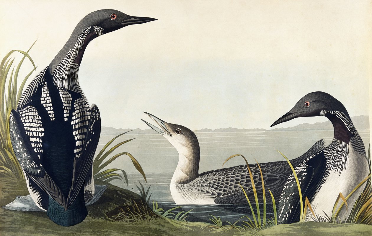 Mergulhador de garganta preta de John James Audubon