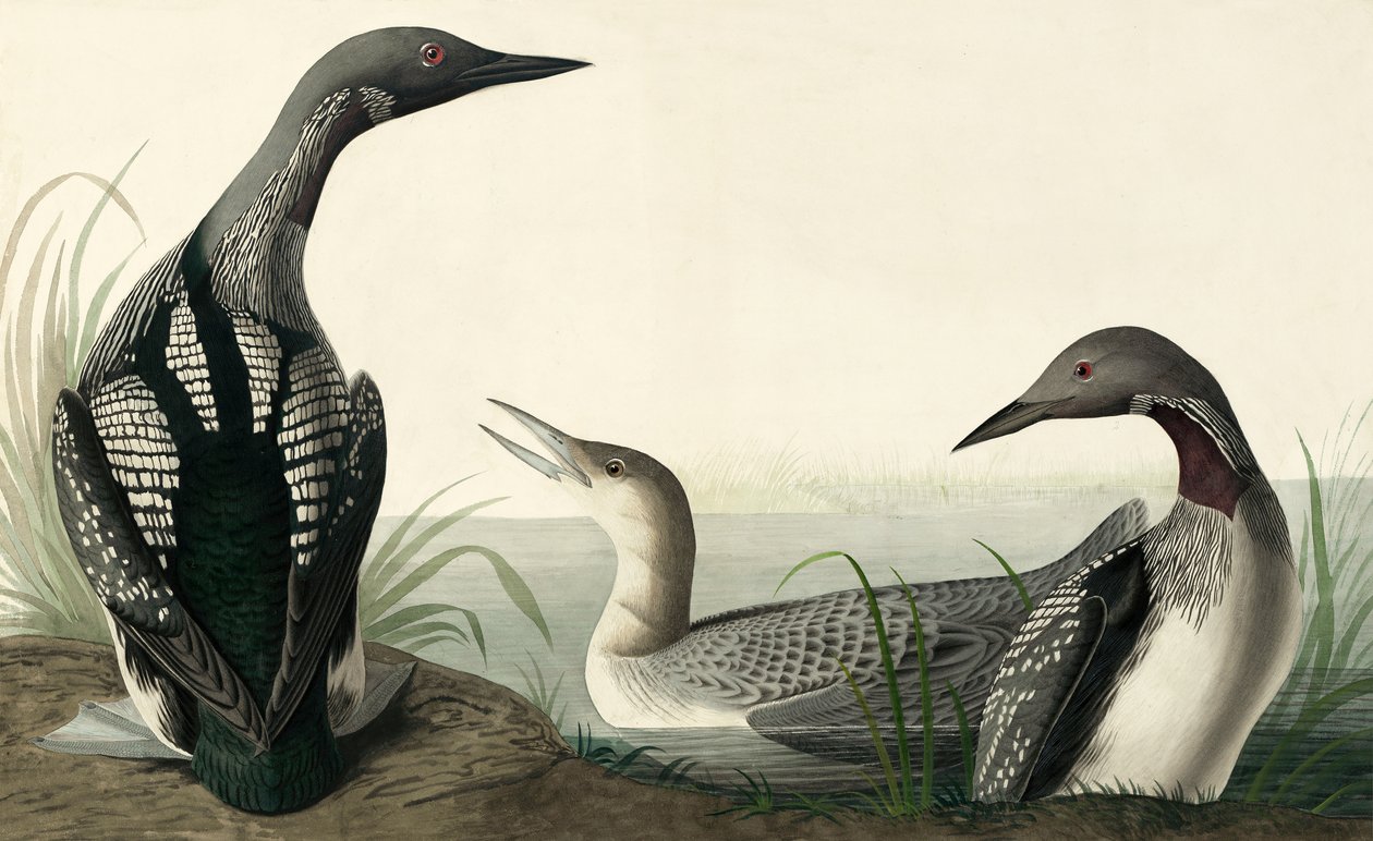 Mergulhador Preto-throated, Colymbus Arcticus, "dos pássaros de América" por John J. Audubon, bar. 1827-38 de John James Audubon