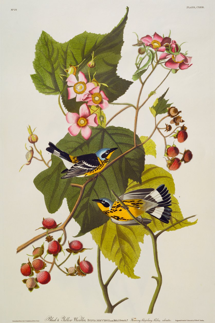 Toutinegra preta e amarela. Toutinegra de magnólia de John James Audubon