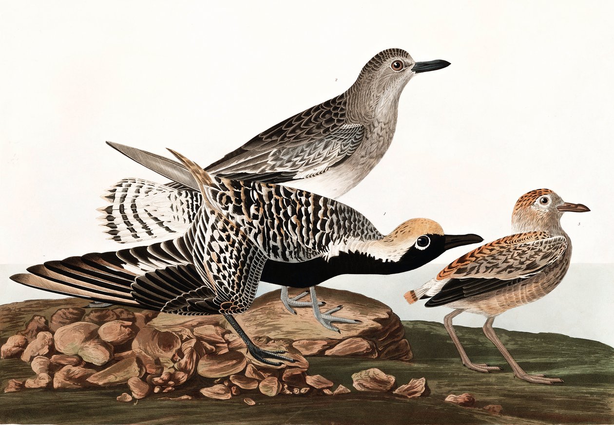 Tarambola inchada preta, Charadrius Helveticus, de "os pássaros de América" por John J. Audubon, bar. 1827-38 de John James Audubon