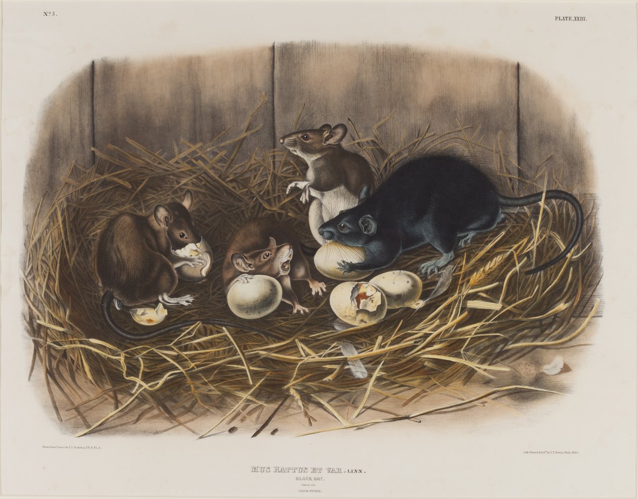 Rato preto, c.1845 de John James Audubon