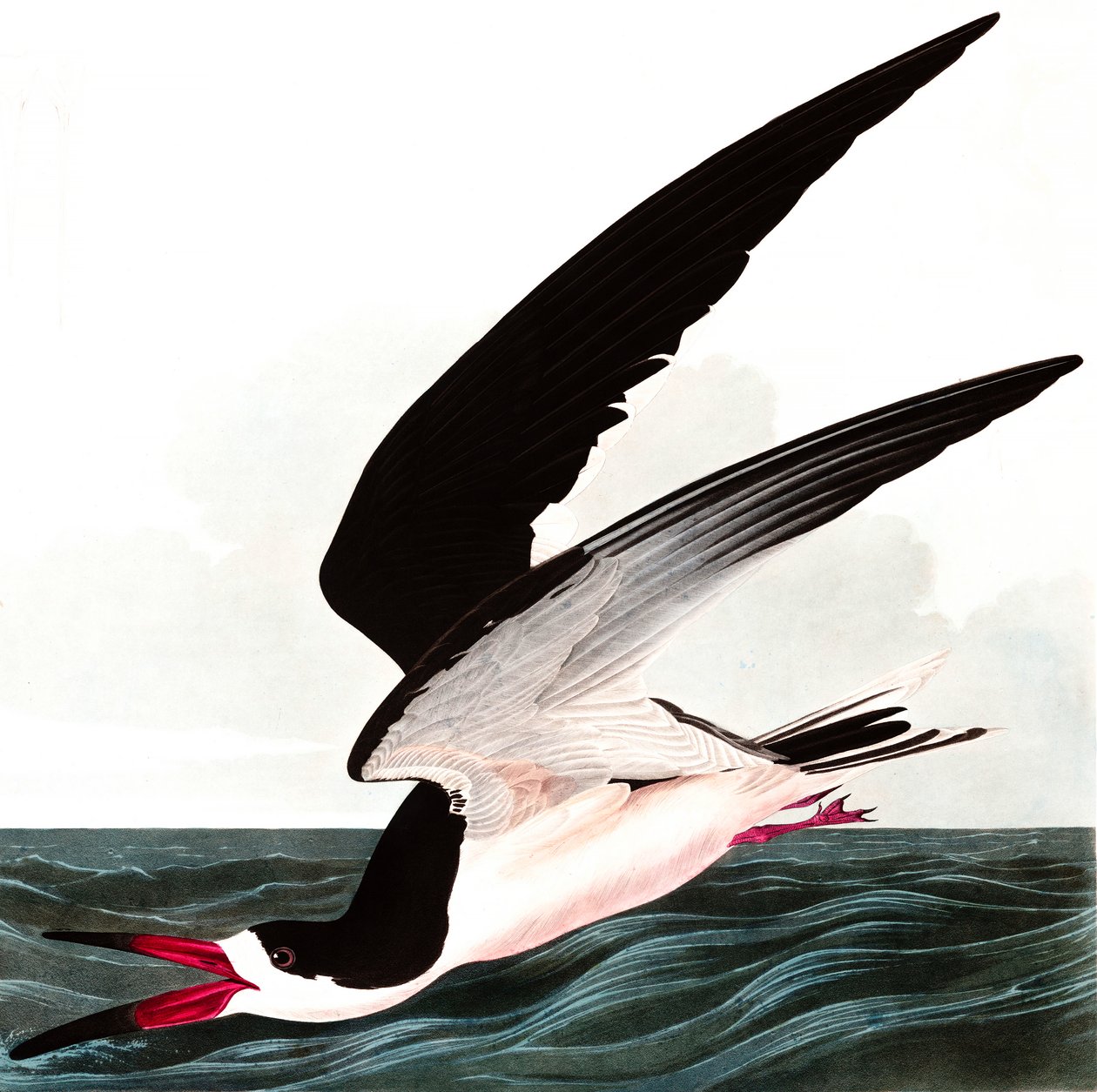 Skimmer preto ou Shearwater, Rhincops Nigra, de "os pássaros de América" por John J. Audubon, bar. 1827-38 de John James Audubon