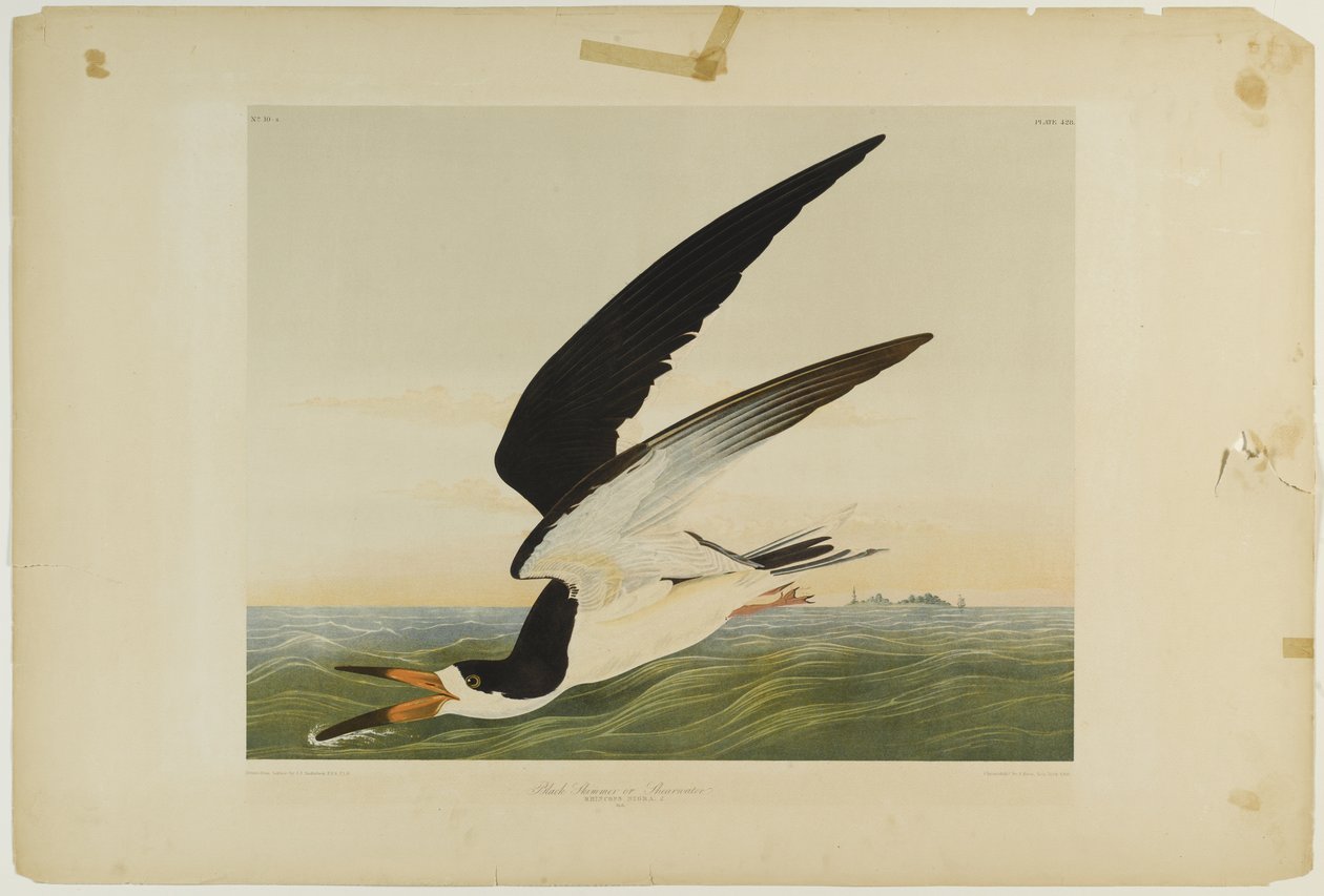 Black Skimmer ou Shearwater, impresso por Julien Bien e publicado por Roe Lockwood & Son, 1861 (cromolitógrafo) de John James Audubon
