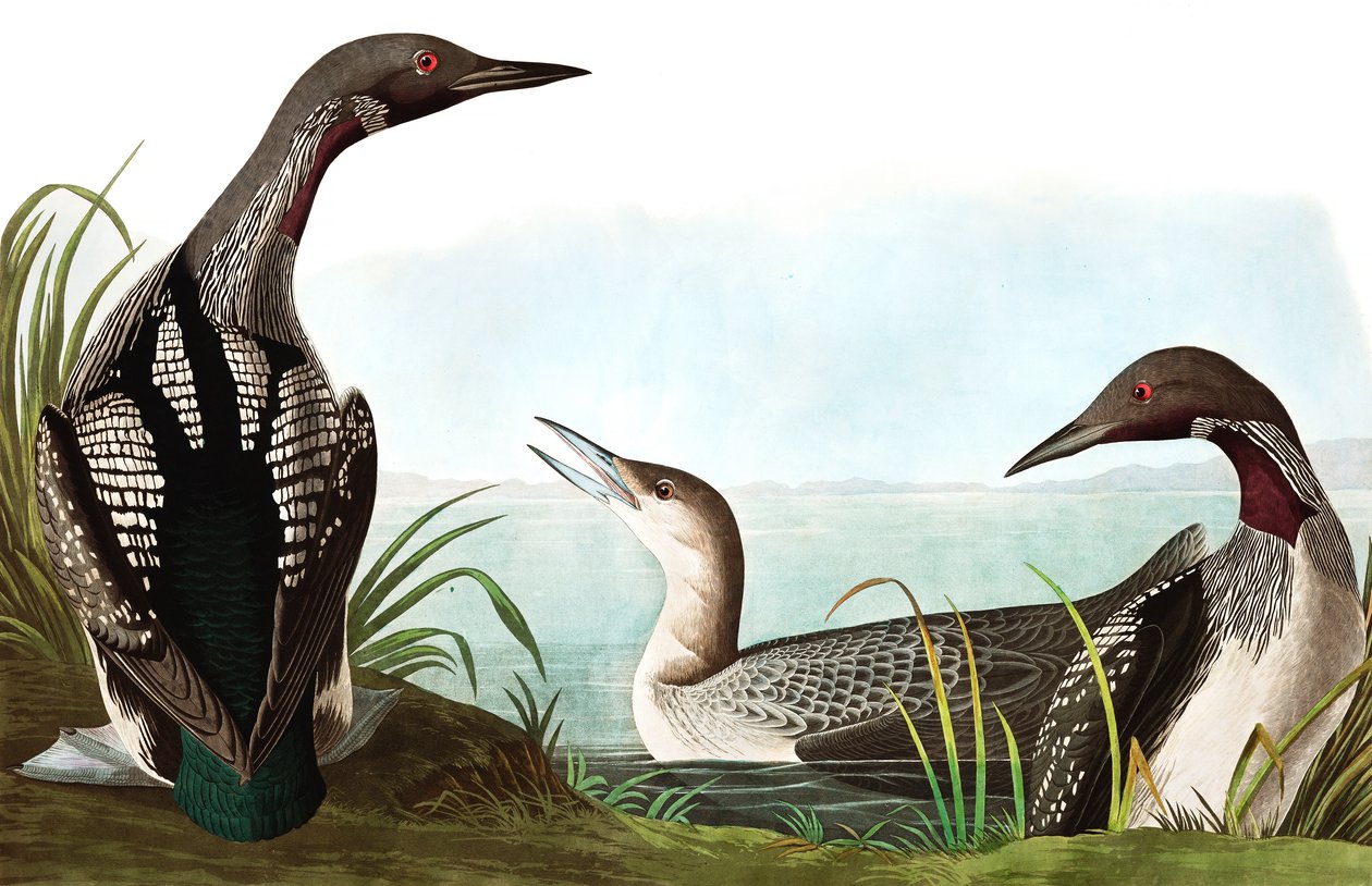 Mergulhador Throated preto, Colymbus Arcticus, de "os pássaros de América" por John J. Audubon, bar. 1827-38 de John James Audubon