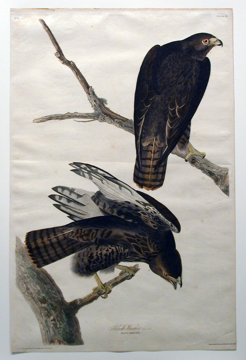 Guerreiro negro (n.º 18) de John James Audubon