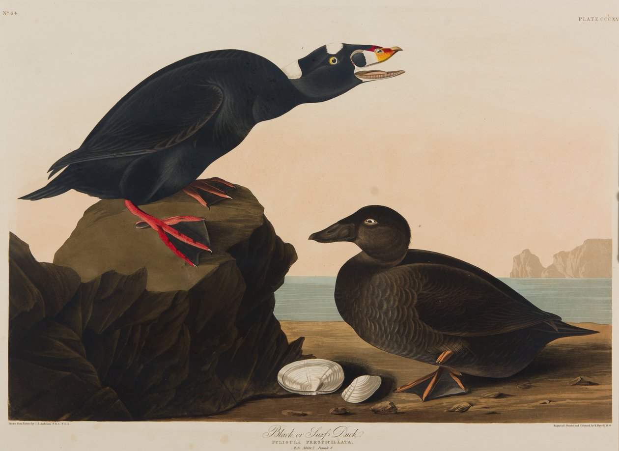 Black or Surf Duck, 1836 (wc no papel) de John James Audubon