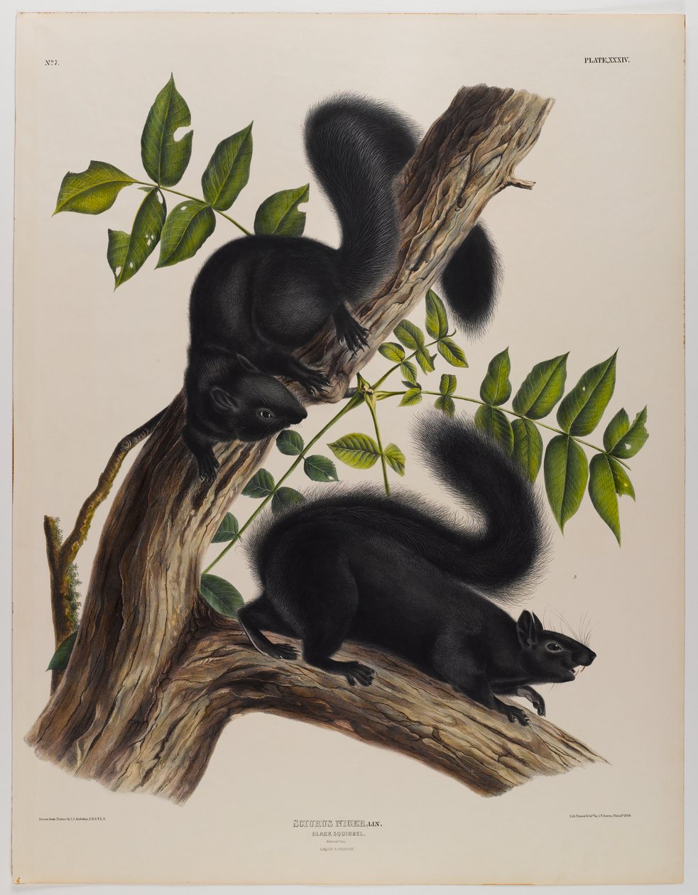 Esquilo preto de John James Audubon