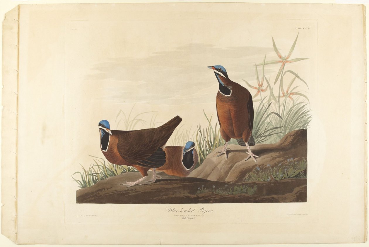 Pombo-de-cabeça-azul de John James Audubon