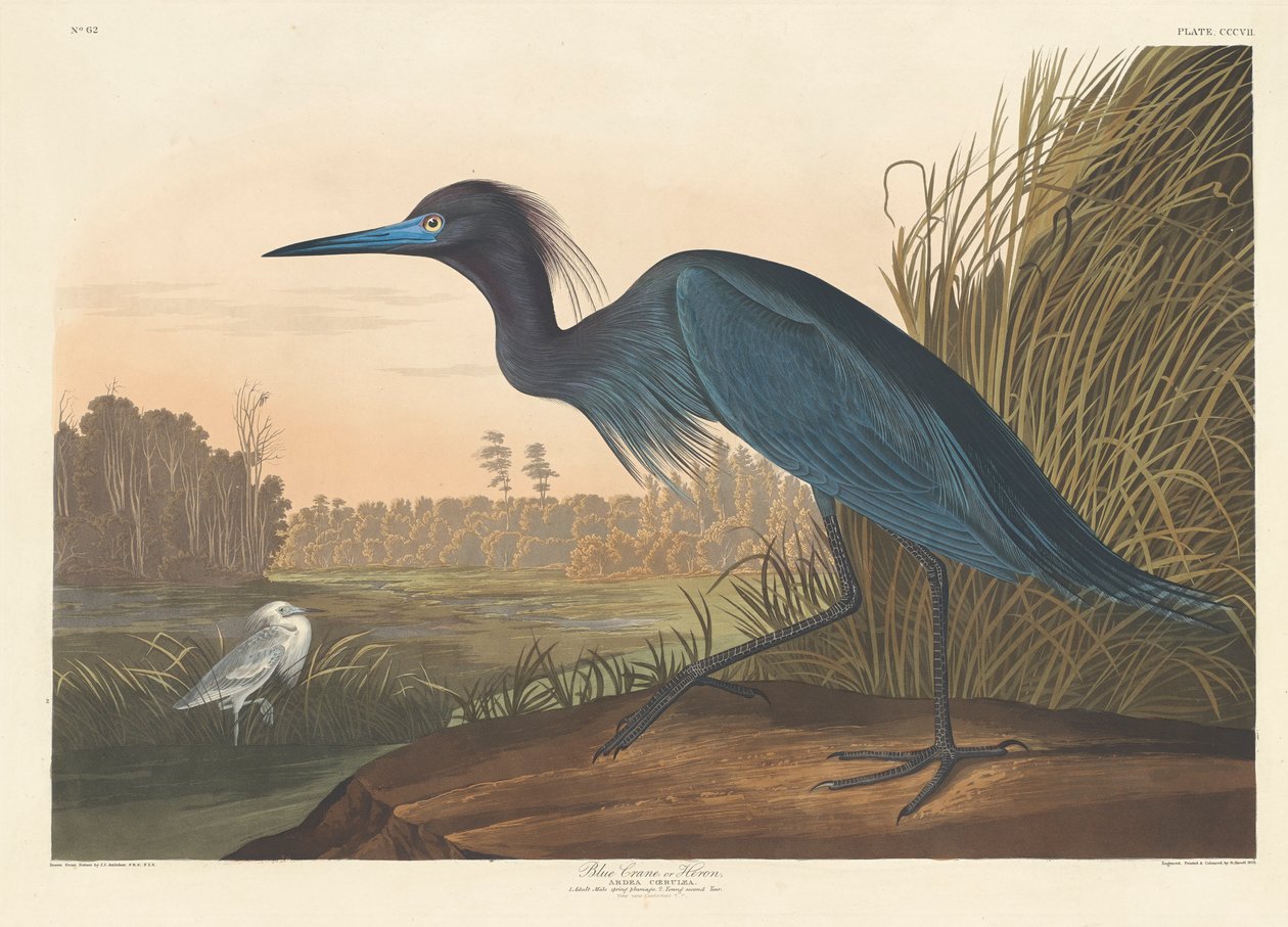 Guindaste azul ou garça-real, 1836 de John James Audubon