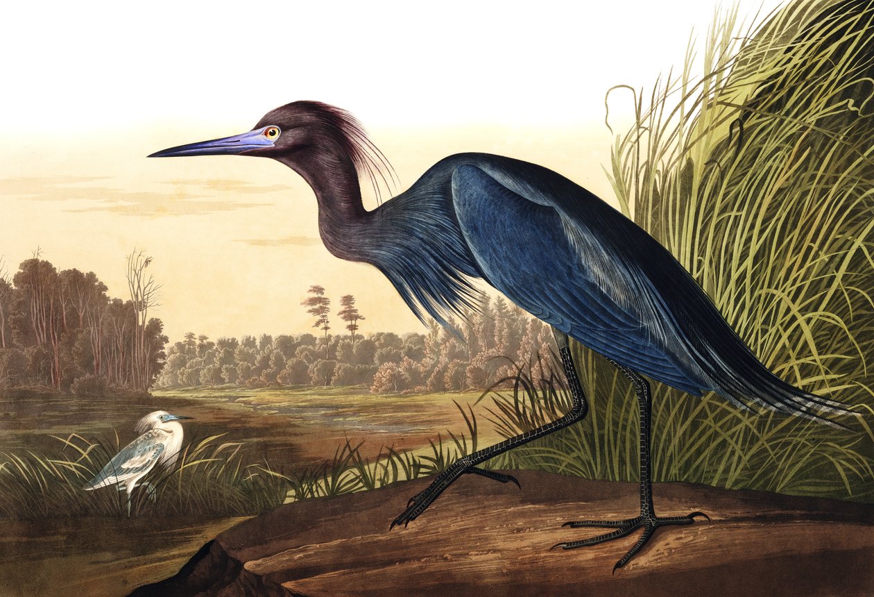 Blue Crane ou Heron, Ardea Coerulea, de "Os Pássaros da América", de John J. Audubon, pub. 1827-38 de John James Audubon
