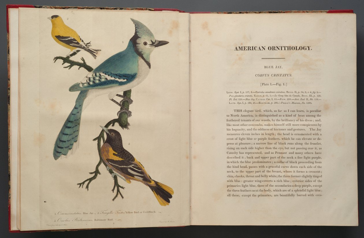 Blue Jay, página do Elephant Folio (1827-38) de John James Audubon