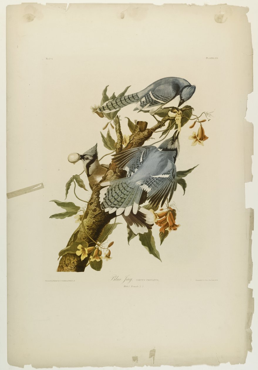 Blue Jay, impresso por Julien Bien e publicado por Roe Lockwood & Son, 1861 (cromolitógrafo) de John James Audubon