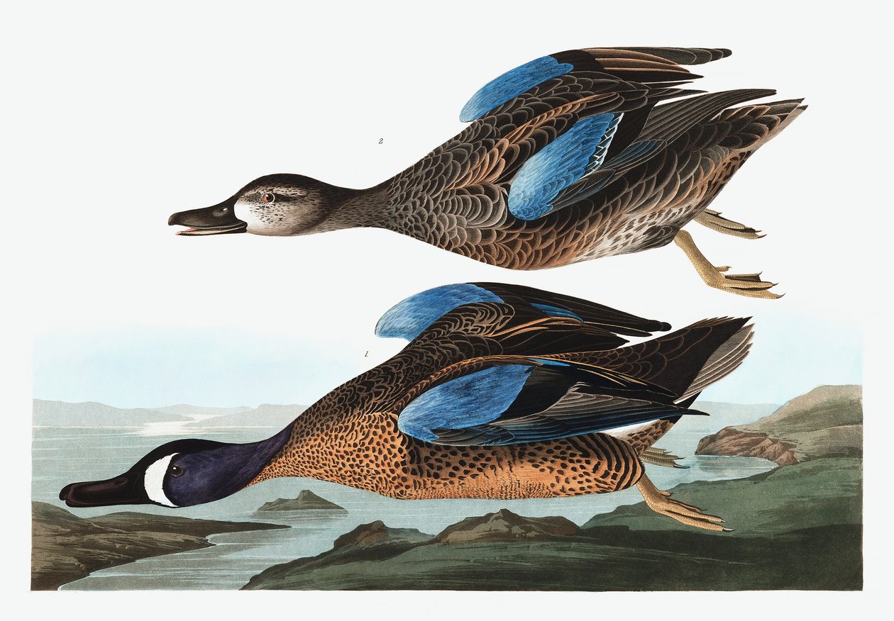 Cerceta voada azul, Anas Discors, de "os pássaros de América" por John J. Audubon, bar. 1827-38 de John James Audubon