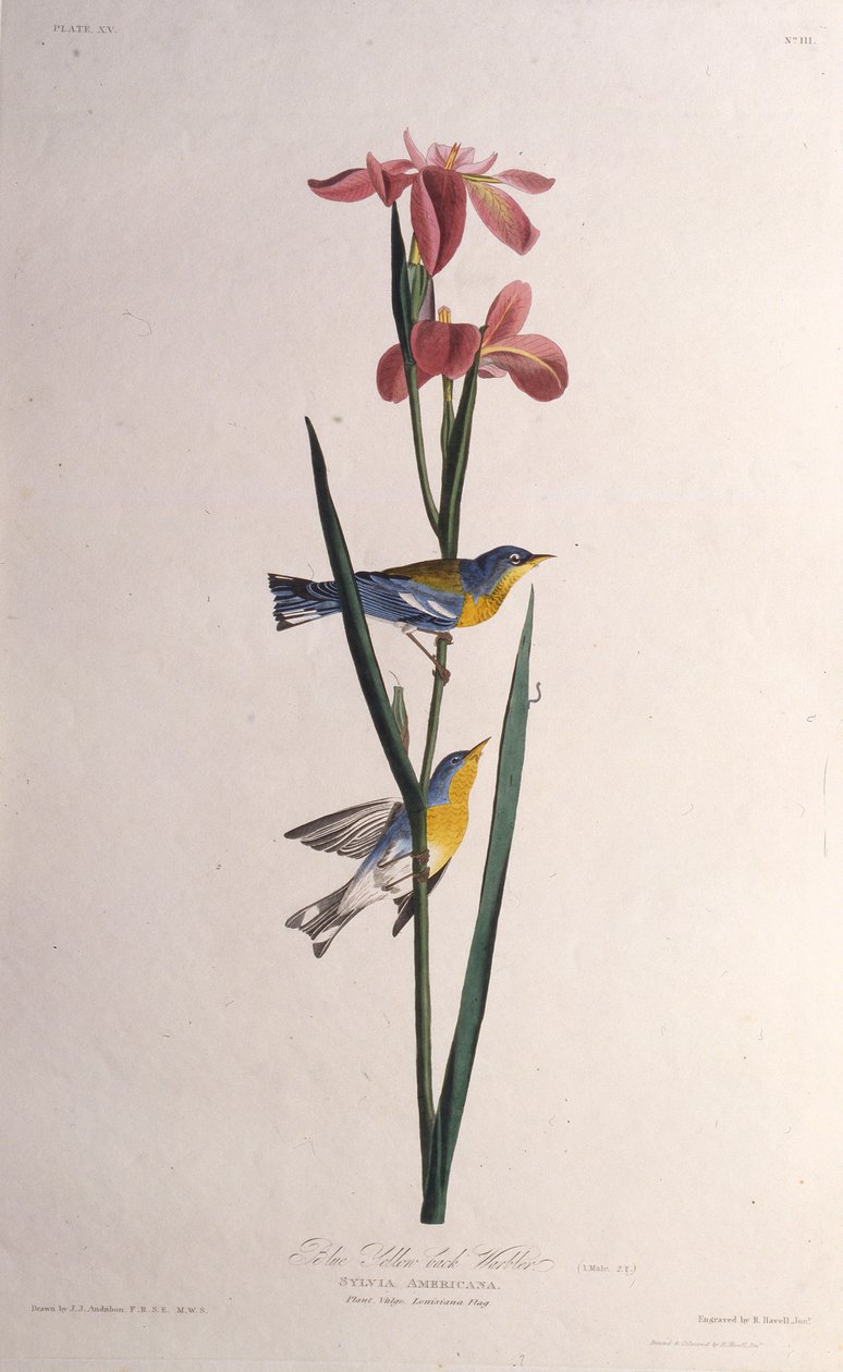 Toutinegra-de-dorso-azul. Dos pássaros da América, 1827-1838. de John James Audubon