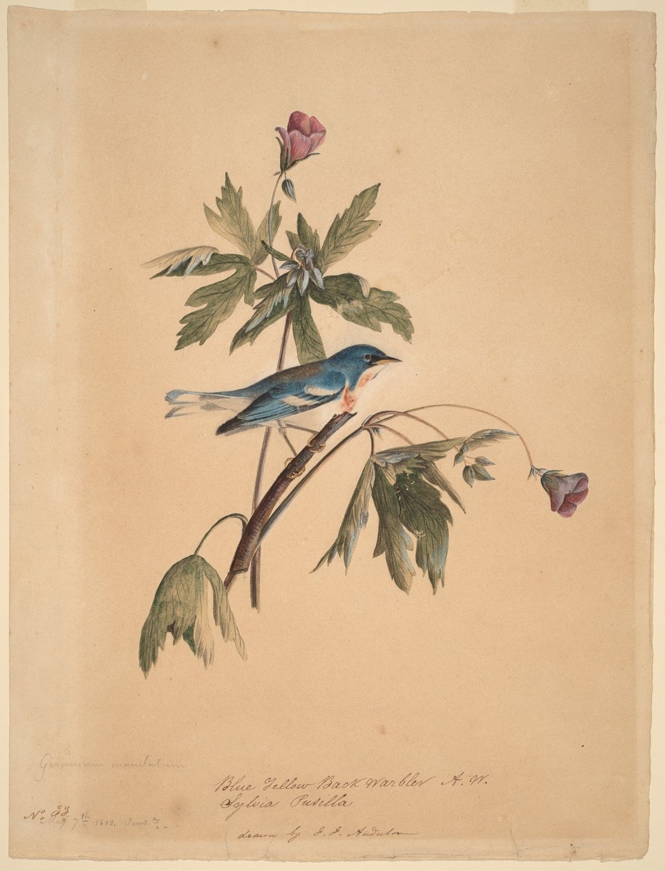 Toutinegra-de-dorso-amarelo-azul de John James Audubon