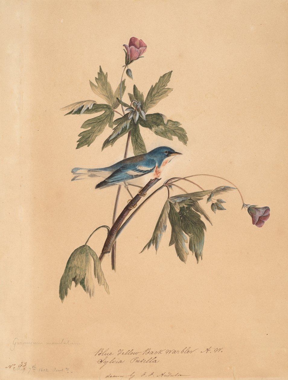 Blue Yellow Back Warbler, 1812. de John James Audubon