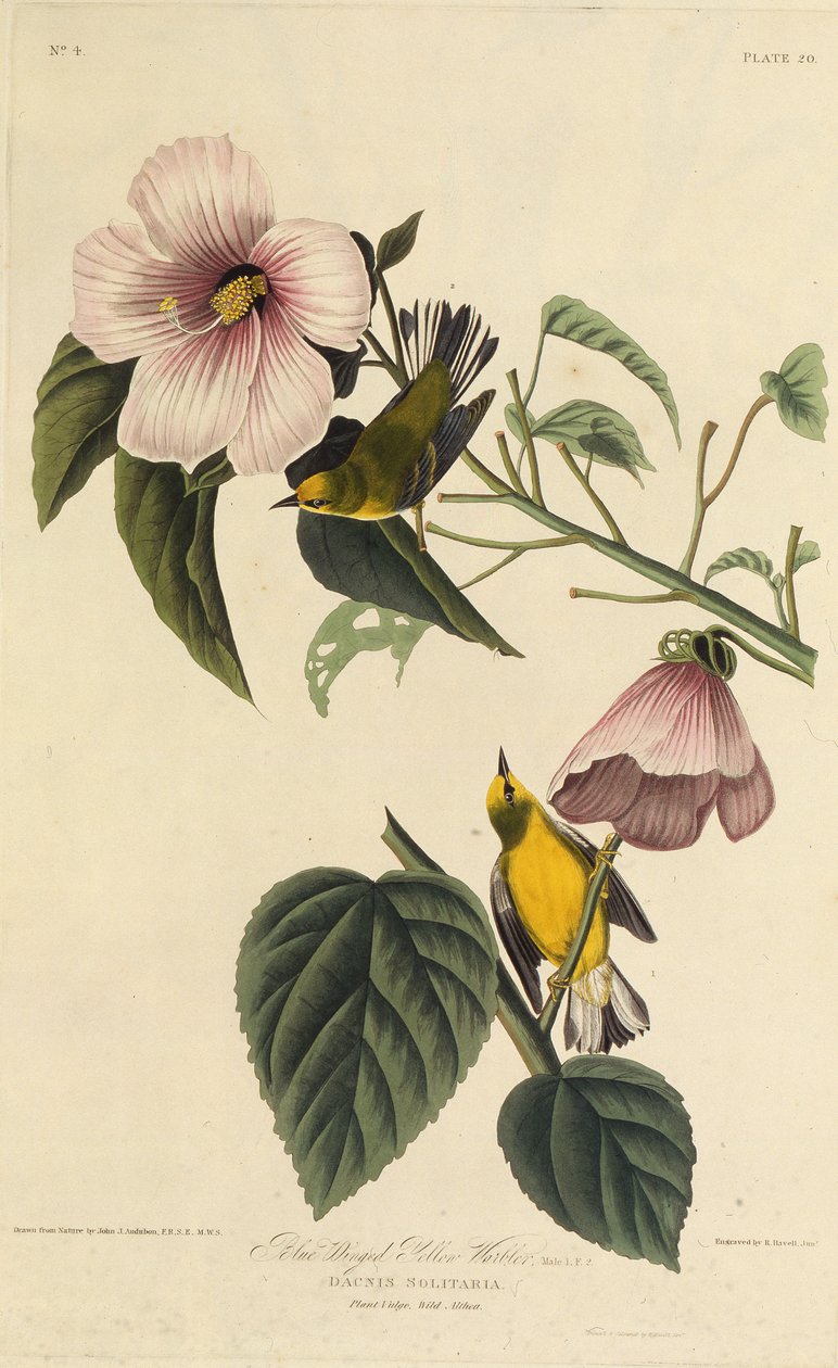 Toutinegra amarela voada azul. Dos pássaros da América, 1827-1838. de John James Audubon