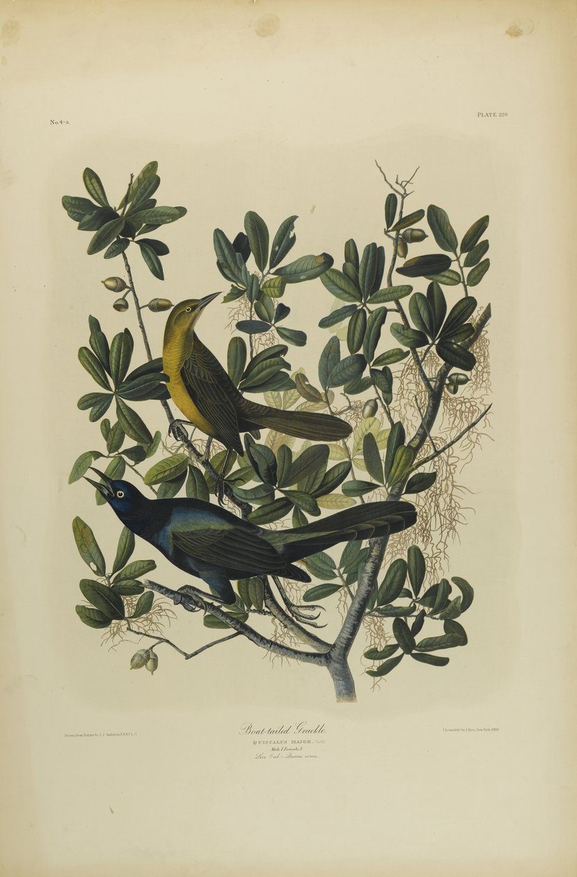 Grackle com cauda de barco, impresso por Julien Bien e publicado por Roe Lockwood & Son, 1861 (cromolitógrafo) de John James Audubon