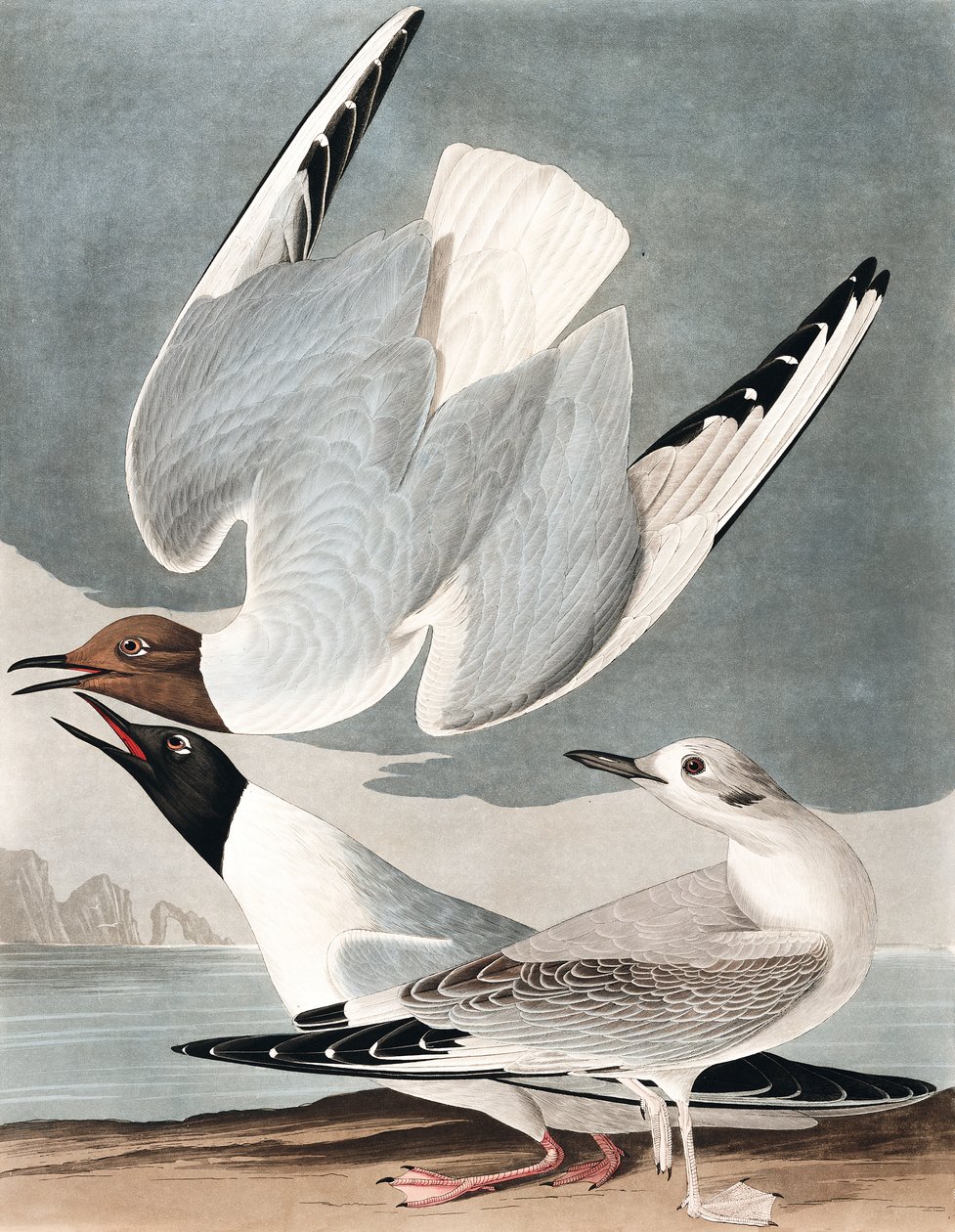 Gaivota bonapartiana, Larus Bonapartii, de "os pássaros da América" por John J. Audubon, bar. 1827-38 de John James Audubon