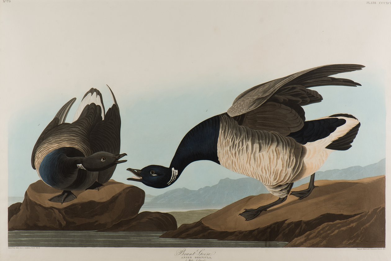 Brant Goose, 1837 (wc no papel) de John James Audubon