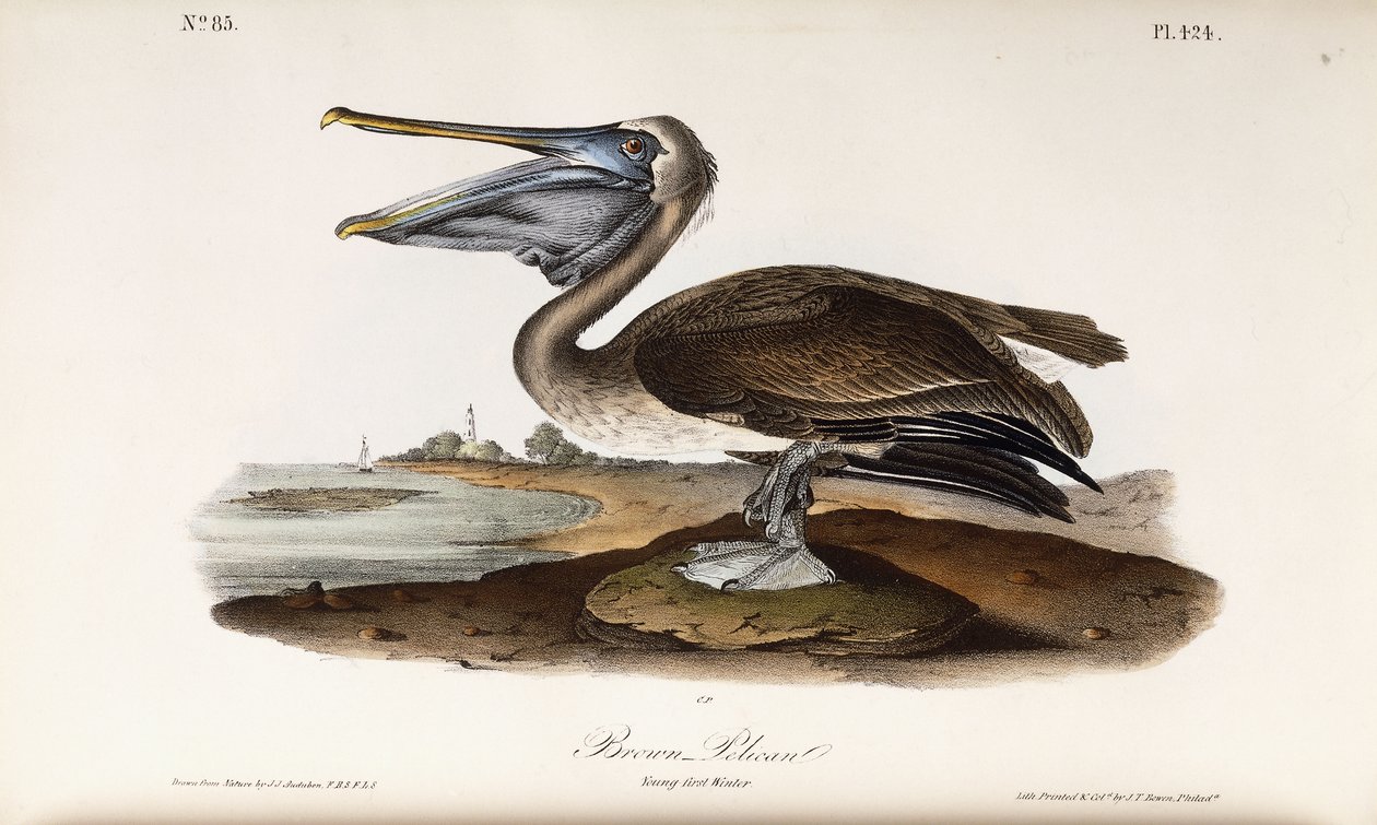 Pelicano-pardo de John James Audubon