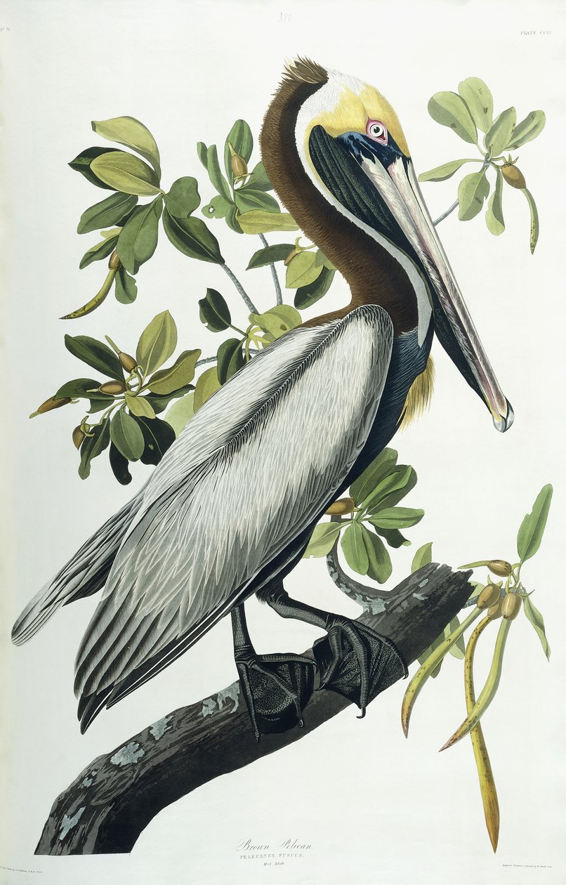 Pelicano-pardo, 1835 de John James Audubon