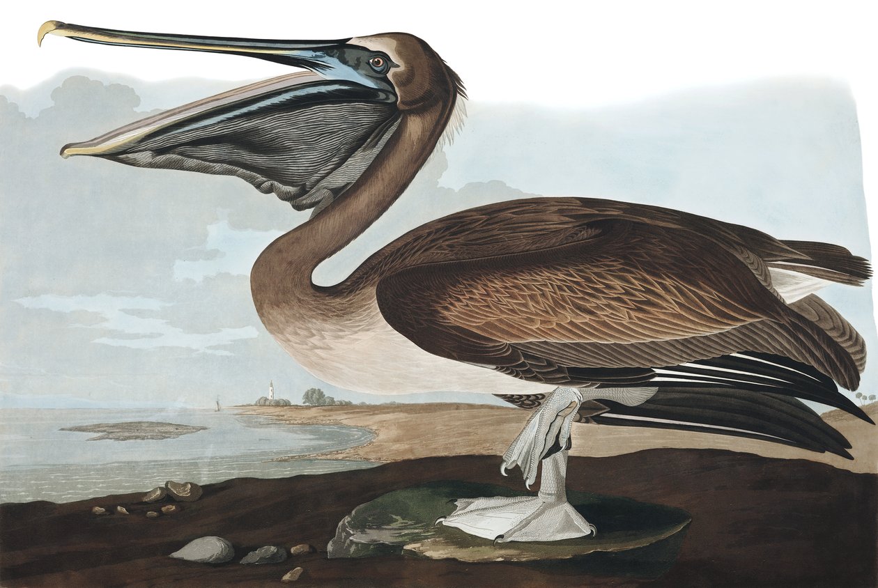 Pelicano-pardo, Pelecanus Fuscus, de "The Birds of America" por John J. Audubon, pub. 1827-38 de John James Audubon