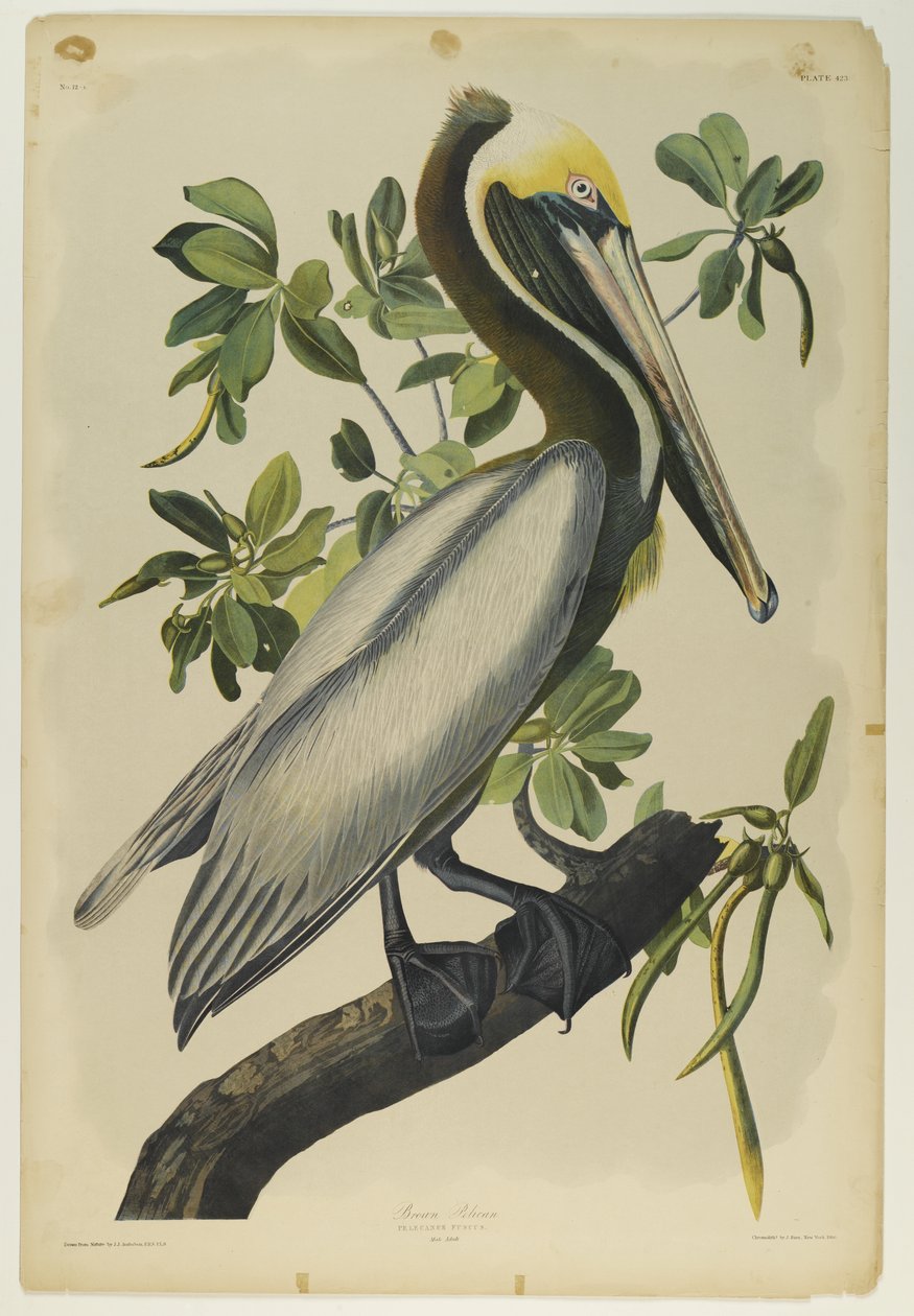 Pelicano-pardo, impresso por Julien Bien e publicado por Roe Lockwood & Son, 1861 (cromolitógrafo) de John James Audubon