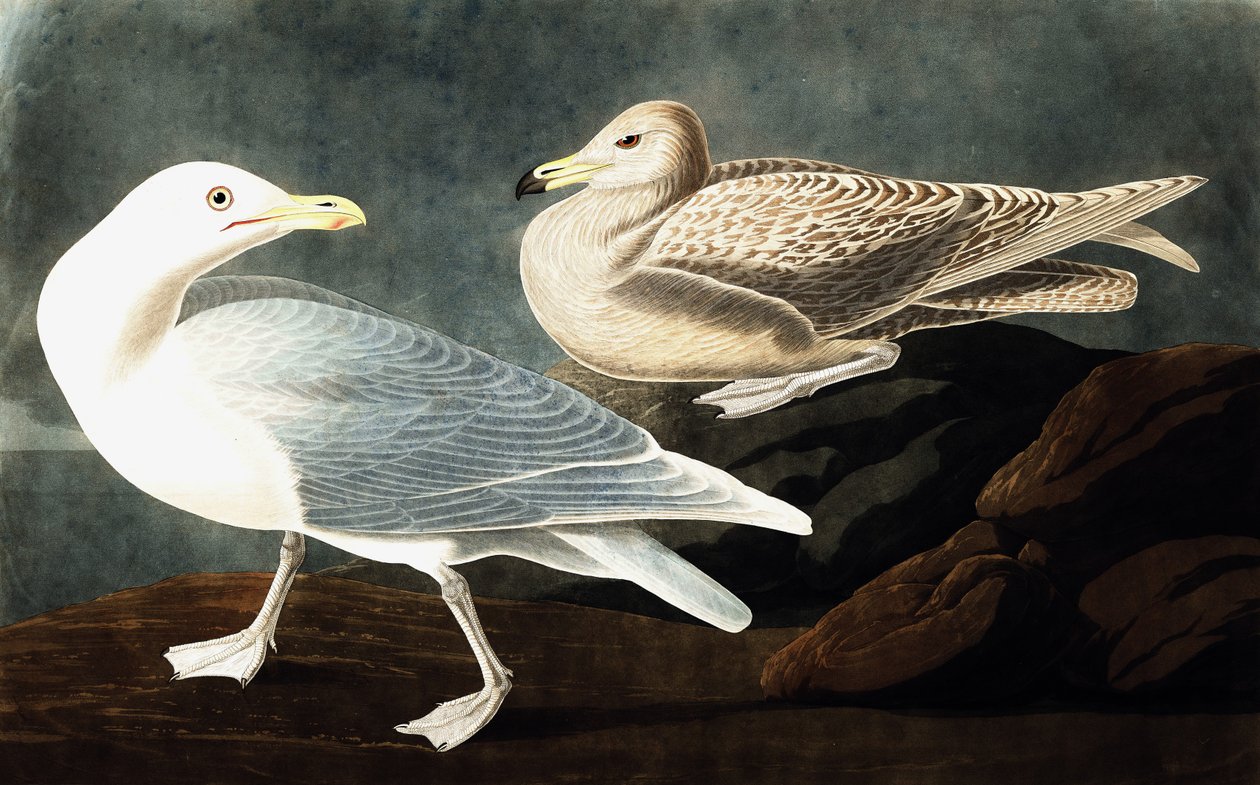 Gaivota do burgomestre, Larus Glaucus, de "os pássaros da América" por John J. Audubon, bar. 1827-38 de John James Audubon