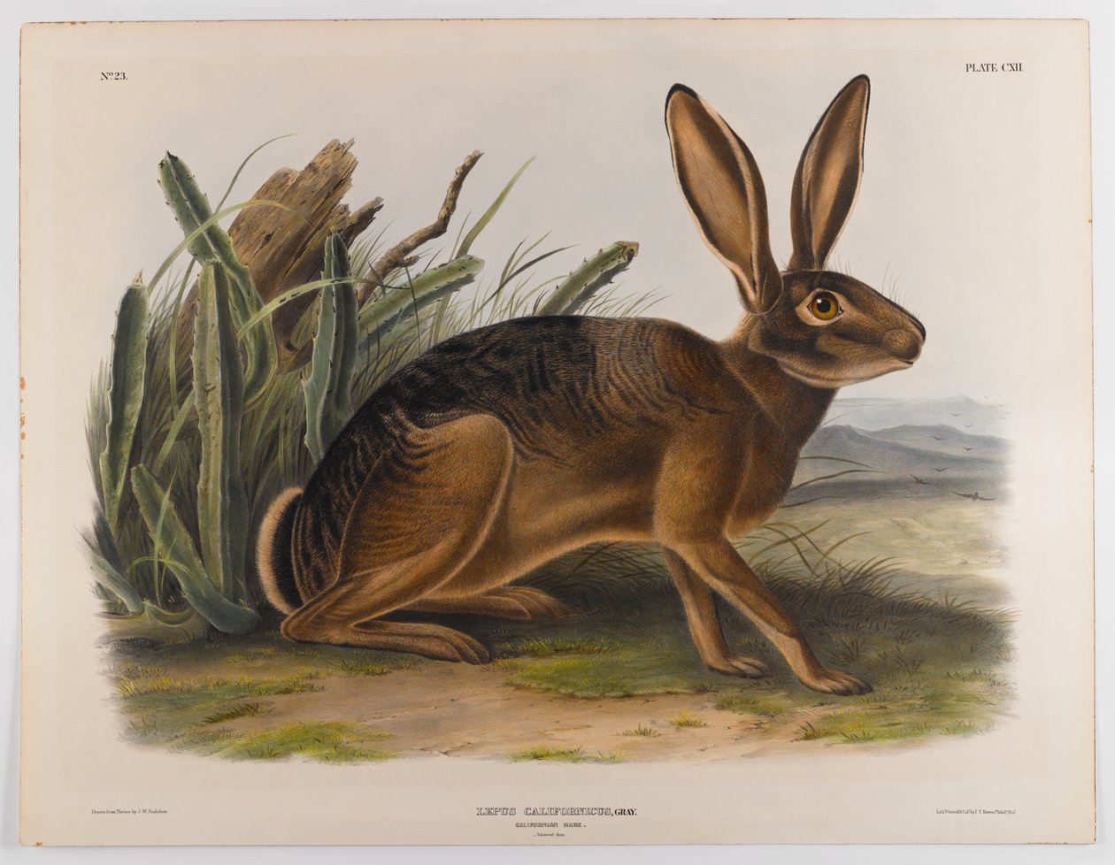 Lebre da Califórnia, 1847 de John James Audubon